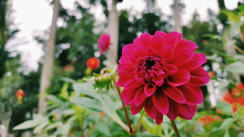 Close-up of red flowers