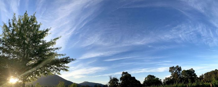 Low angle view of silhouette trees against sky