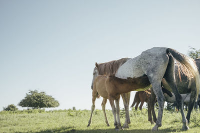 View of a horse on field against the sky