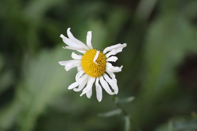 Close-up of white butterfly on daisy