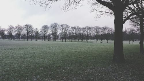 Trees on landscape