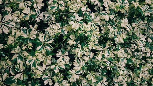 Full frame shot of flowers blooming outdoors