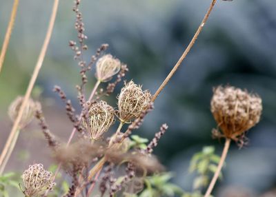 Close-up of plants