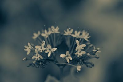 Close-up of flowers