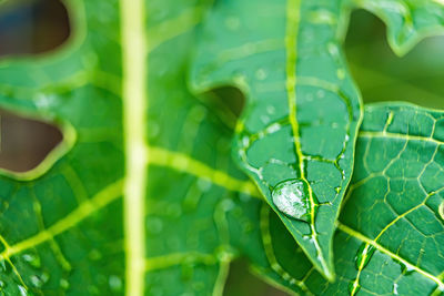 Close-up of raindrops on leaves