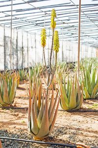 Plants growing in greenhouse