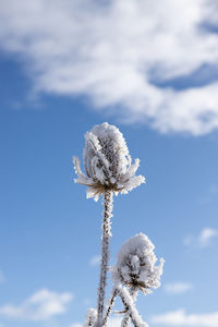 Close-up of frozen plant against sky