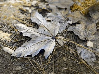 Close-up of dry autumn leaf