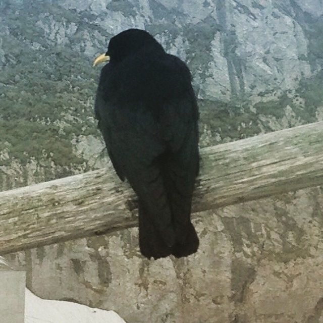 bird, animal themes, one animal, rear view, animals in the wild, wildlife, full length, black color, day, nature, focus on foreground, wood - material, perching, outdoors, close-up, standing, rock - object, tree, no people, side view