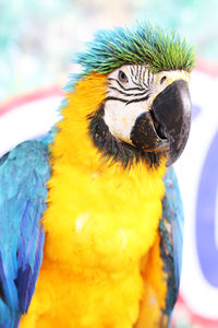 Close-up of a parrot