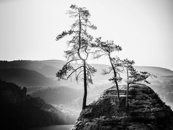 Tree on rock against sky