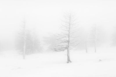 Trees on snow covered land