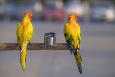 Sun conure parrot birds on wood beautiful color feather pet animal