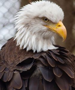 Close-up of eagle