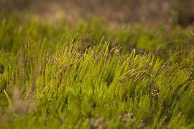 Close-up of plants growing on field