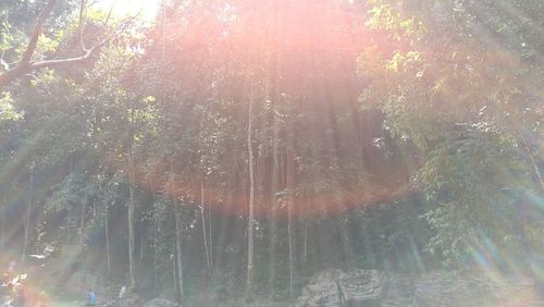 Trees by lake in forest