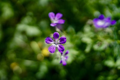 Close-up of purple flowering plant