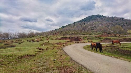 View of horse cart on road