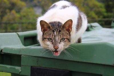 Close-up portrait of cat sitting on garbage bin