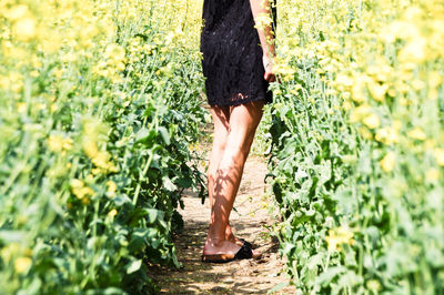 Low section of woman standing amidst yellow flowering plants