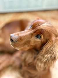 Close-up of a dog looking away