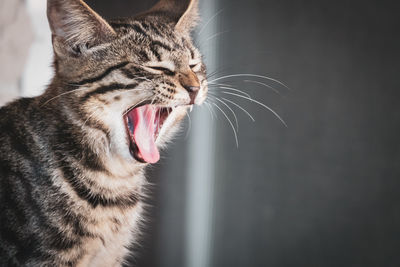 Close-up of a cat yawning