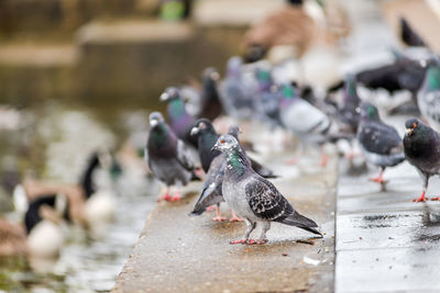 Pigeon flying