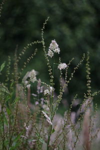 Close-up of flowering plant on field