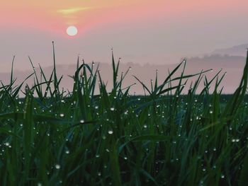 Grass growing on field against sky during sunset