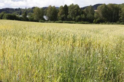 Scenic view of agricultural field