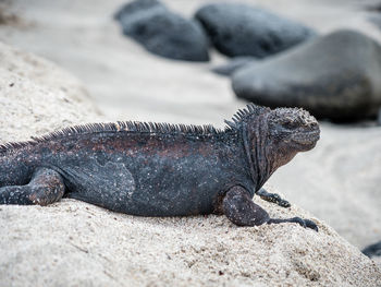 Close-up of lizard on rock