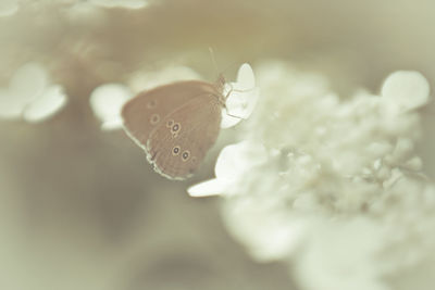 Close-up of butterfly pollinating on flower