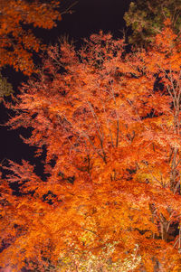 Full frame shot of trees in forest during autumn