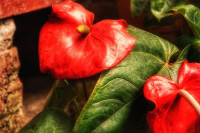 Close-up of red fruit