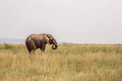 Elephant eating grass on a field