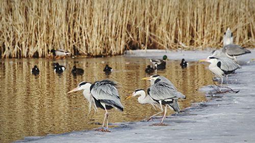 Gray heron perching on frozen lake