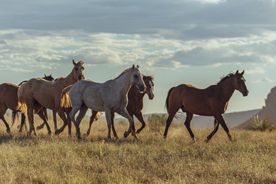 Horses on a field