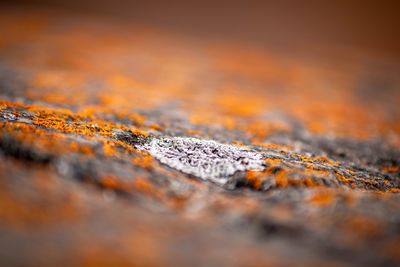 Close-up of lichen on rock