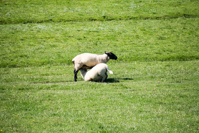 Dog resting on field