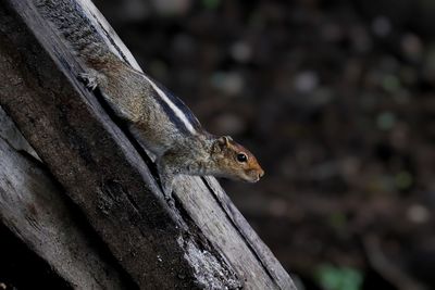 Close-up of squirrel on tree branch