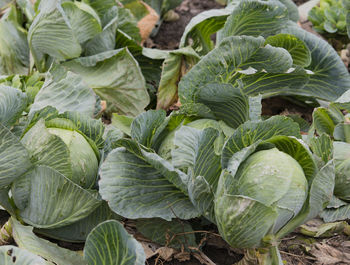 Close-up of fresh green plant in field