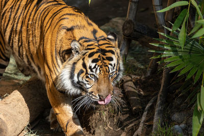 Close-up of tiger