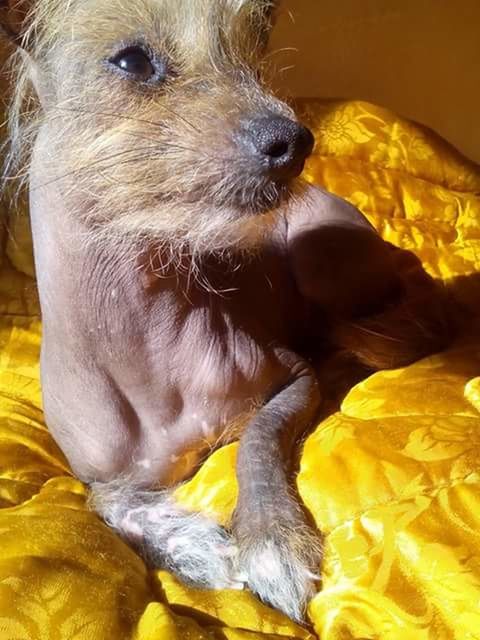 CLOSE-UP OF DOG SITTING ON YELLOW