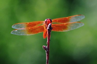 Close-up of dragonfly on twig