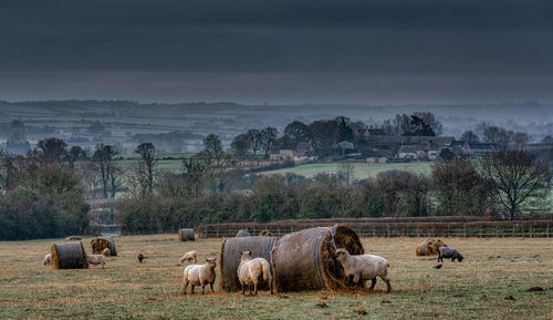 Sheep grazing on grass against sky