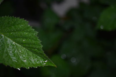 Close-up of raindrops on plant leaves