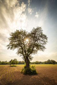 Tree on field against sky during sunset