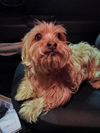 Portrait of dog sitting on sofa