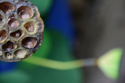 Close-up of plant growing outdoors