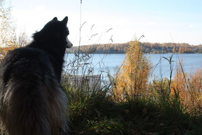 Dog on grass against sky